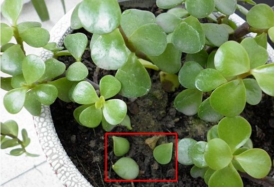 多肉植物为什么掉叶子 多肉植物为什么掉叶子