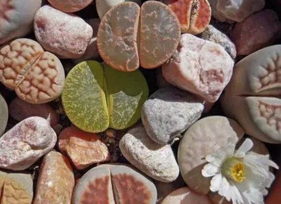 依据生长习性浇水 依据生长习性浇水