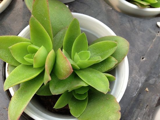 生长期的火祭 生长期的火祭