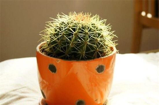 家里放仙人球是吉是凶？养在阳台/家门口/书房是