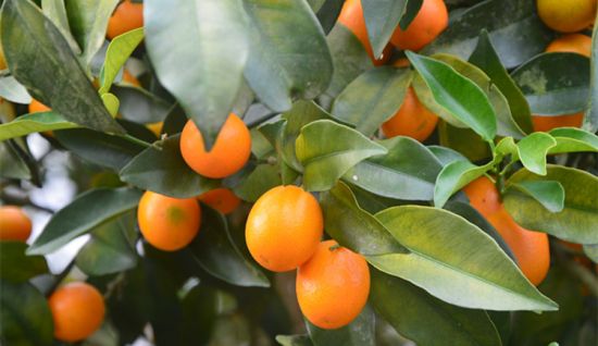 金钱橘的功效与作用 金钱橘的功效与作用