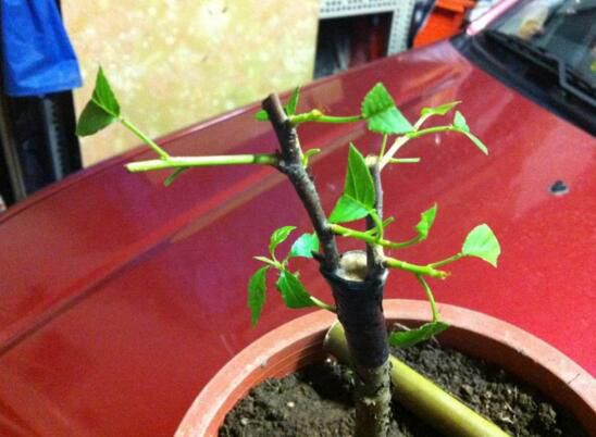 樱花折下来后怎么养?可扦插嫁接不能养在水里_得克植物网