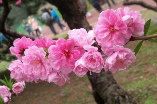 桃花品种有哪些？盘点十大品种桃花图片