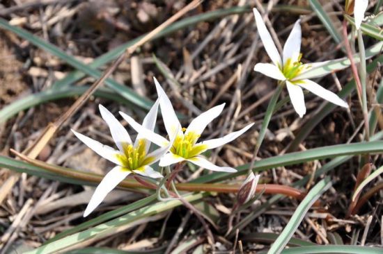 原生种郁金香 原生种郁金香