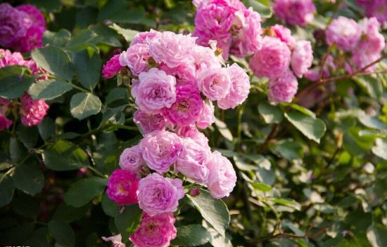 蔷薇花植株 蔷薇花植株