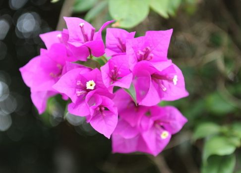 三角梅花语：热情,坚韧不拔,顽强奋进