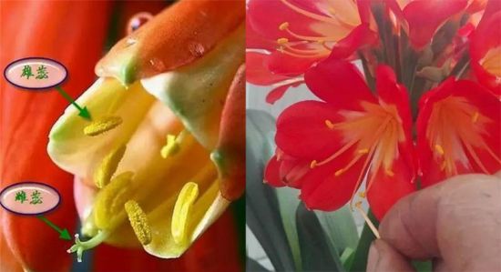 君子兰开花秘诀 君子兰开花秘诀