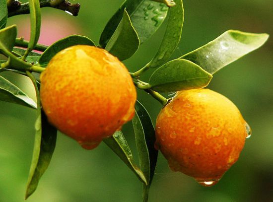 金钱橘的功效与作用 金钱橘的功效与作用