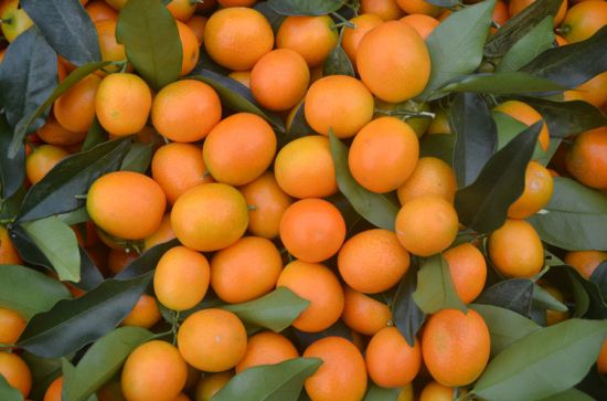 金钱橘的功效与作用 金钱橘的功效与作用