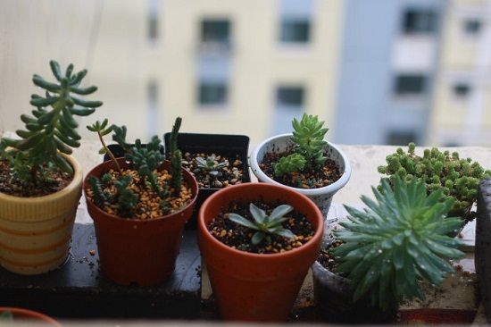 多肉植物如何安全度夏 多肉植物如何安全度夏