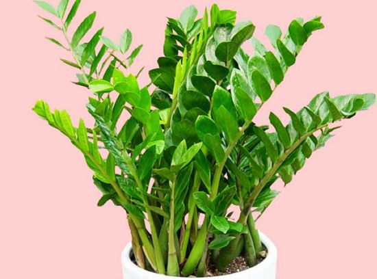 金钱树吸甲醛吗? 金钱树吸甲醛吗?