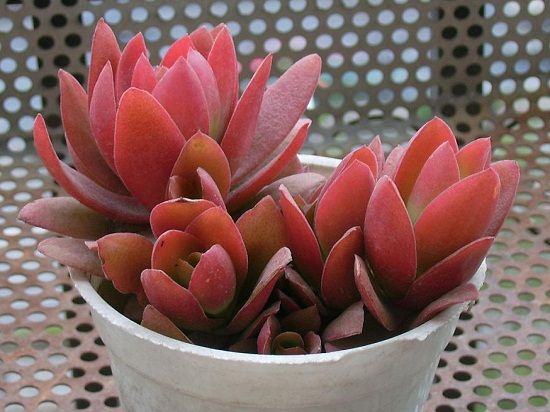 完全变红的火祭(表明已经出状态了) 完全变红的火祭(表明已经出状态了)