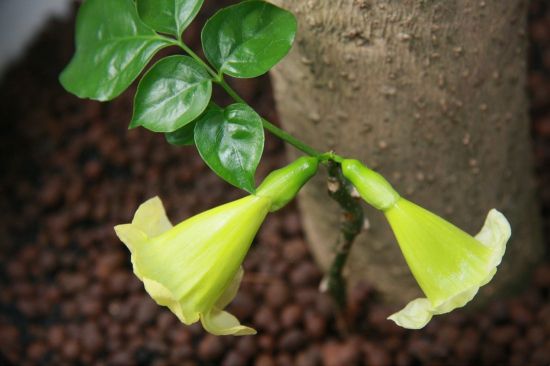 自己养殖的幸福树图片 自己养殖的幸福树图片