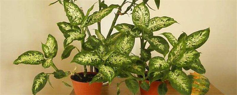 花叶万年青受冻害怎么办？五种办法解决