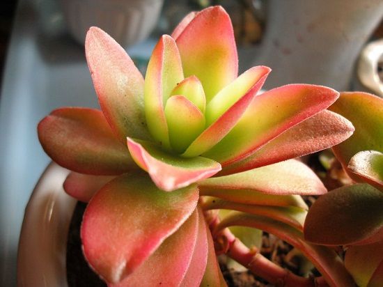 出现少量变红的火祭 出现少量变红的火祭