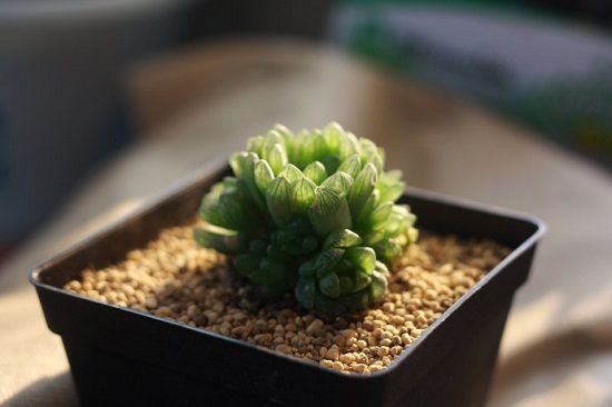 多肉植物如何安全度夏 多肉植物如何安全度夏