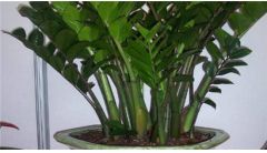 金钱树烂根能救活吗