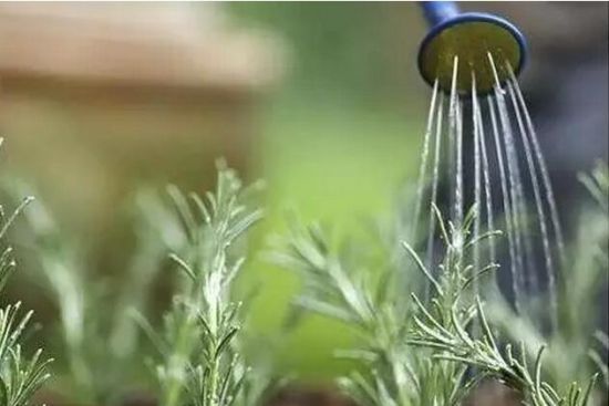 浇水就要浇透 浇水就要浇透