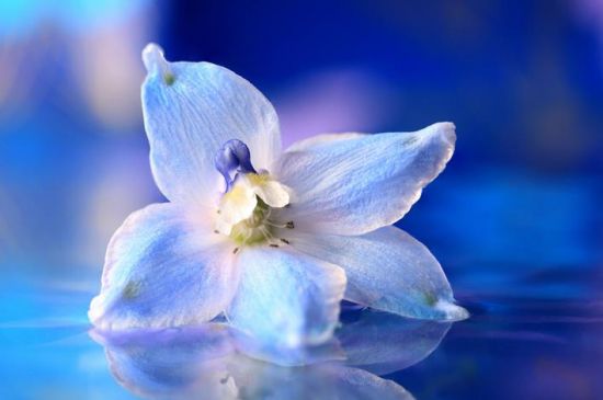 飞燕草特写 飞燕草特写