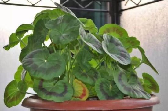 缺少磷肥 缺少磷肥