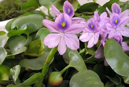 水葫芦的由来 水葫芦的由来