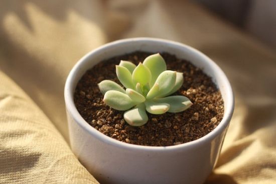多肉植物如何安全度夏 多肉植物如何安全度夏