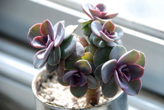 多肉植物冻伤该如何处理 多肉植物冻伤该如何处理