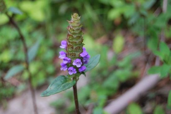 夏枯草花穗 夏枯草花穗