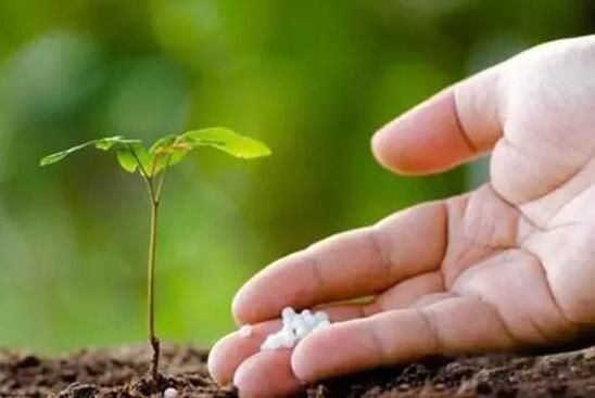 施肥要注意什么问题 施肥要注意什么问题