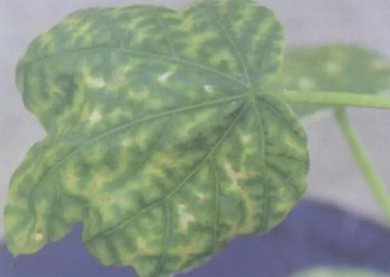 缺少钾肥 缺少钾肥