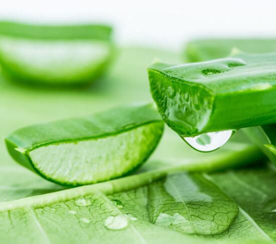 芦荟根部腐烂怎么救活？切除腐根即可救活