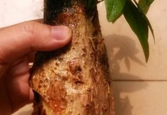 发财树树干腐烂如何救活？发财树树干腐烂救活
