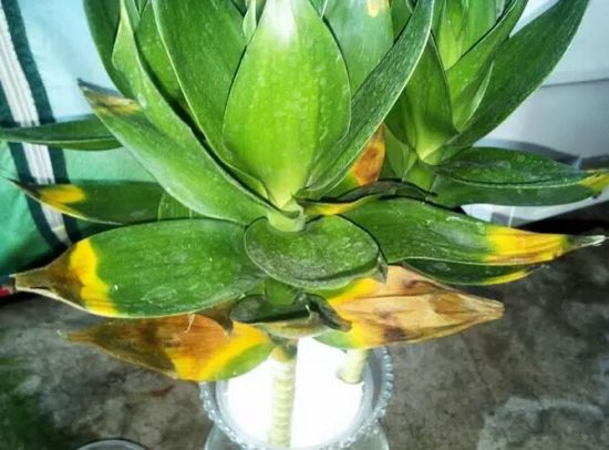 缺少氮肥 缺少氮肥