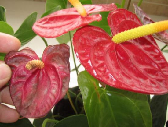 红掌花枯萎 红掌花枯萎