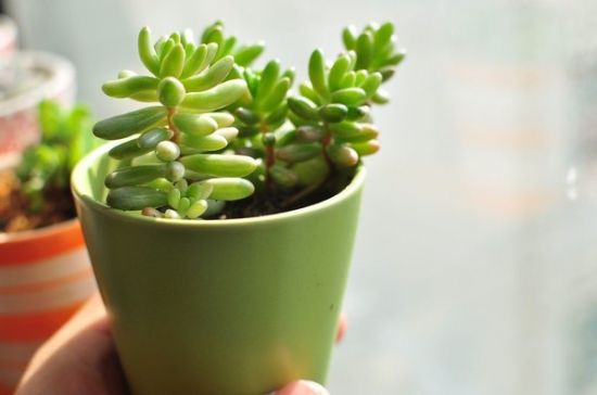 多肉植物 多肉植物