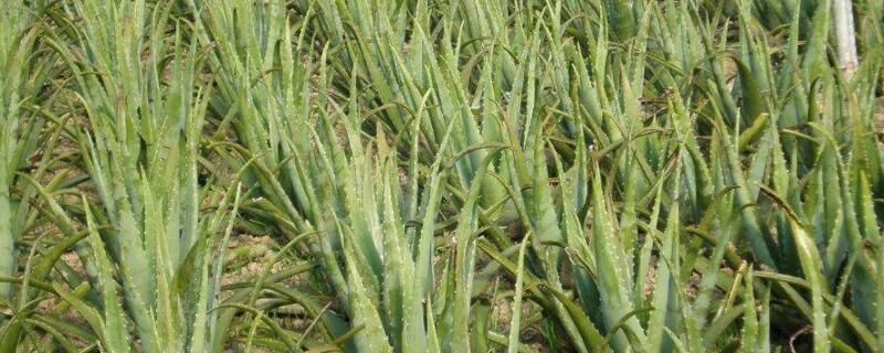 芦荟多长时间浇一次水？芦荟15～20天浇一次