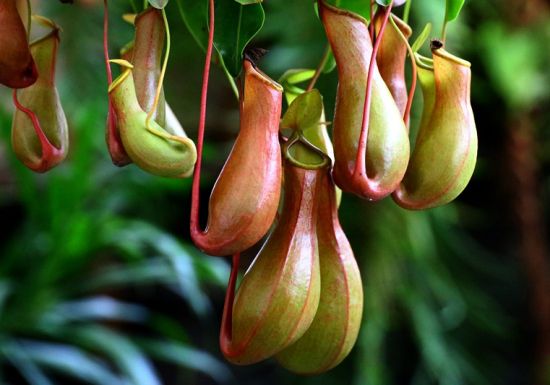 猪笼草的作用：吃虫子还有其它吗