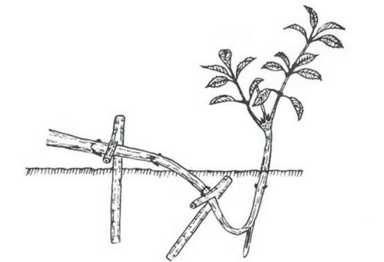 怎样通过压条法来繁殖花木？