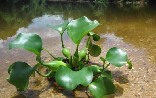 水葫芦的由来 水葫芦的由来