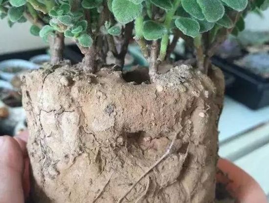 施肥要注意什么问题 施肥要注意什么问题