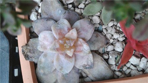 多肉植物冻伤该如何处理 多肉植物冻伤该如何处理