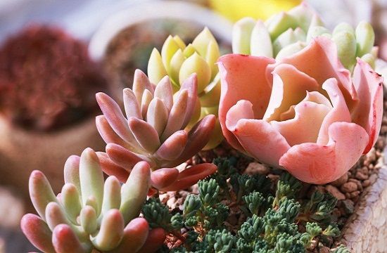 多肉植物 多肉植物