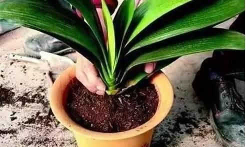 新上盆的盆栽 新上盆的盆栽