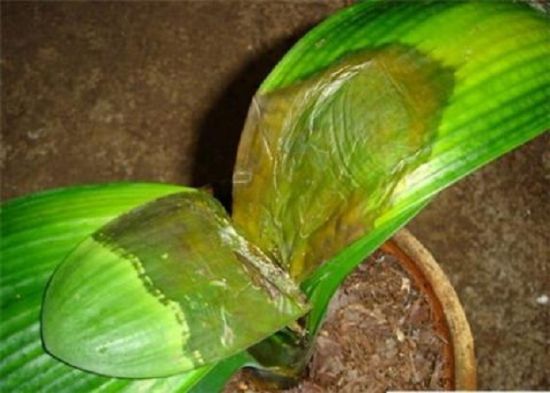 黄叶、腐烂的龙舌兰 黄叶、腐烂的龙舌兰