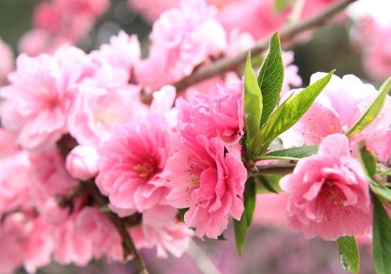 重瓣樱花 重瓣樱花