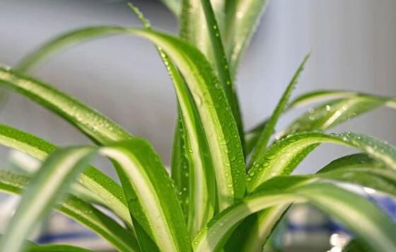 金心吊兰为什么不好养？金心吊兰不好养的原因