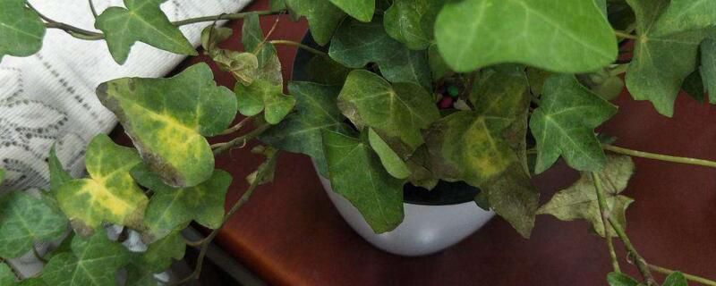 常春藤叶子干枯怎么办？五种办法解决