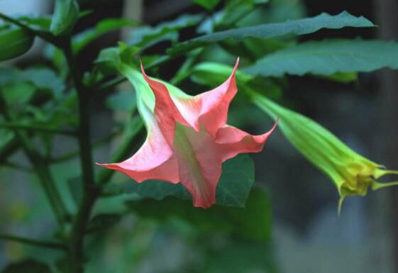 曼陀罗花语是什么？不同颜色曼陀罗花的花语