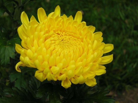 多年生草本 多年生草本