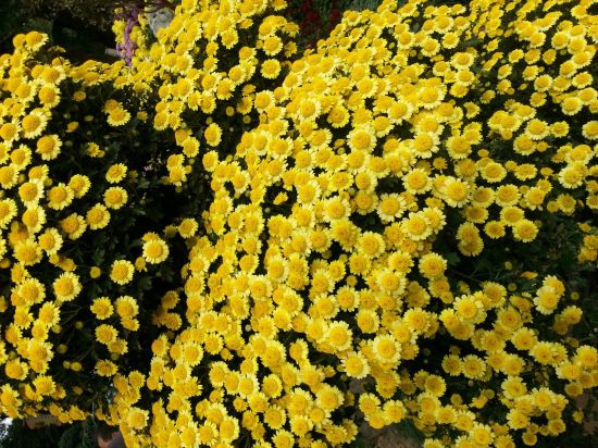 菊花的地理分布 菊花的地理分布